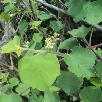 Cissus vitiginea L.